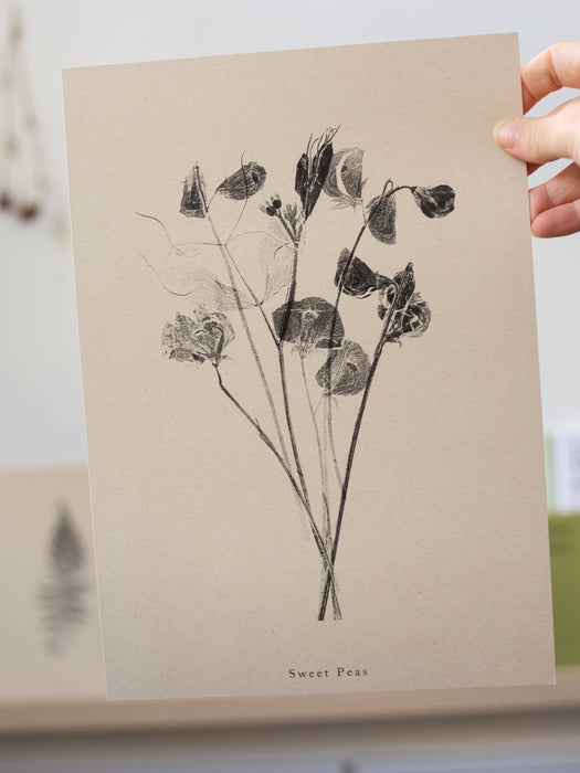 Botanical Art Print  A4 Sweet Peas