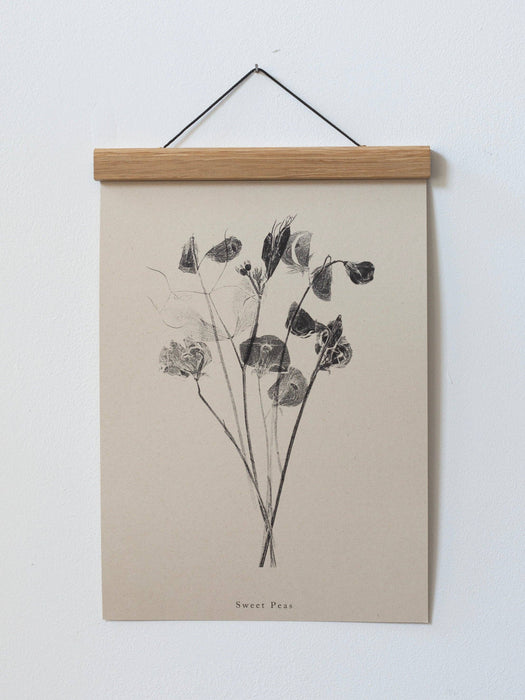Botanical Art Print  A4 Sweet Peas