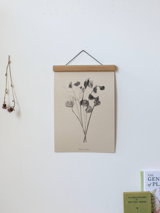 Botanical Art Print  A4 Sweet Peas