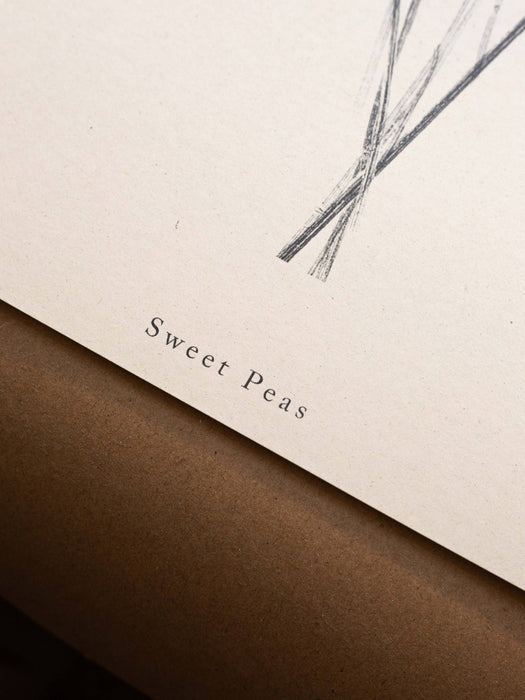 Botanical Art Print  A4 Sweet Peas