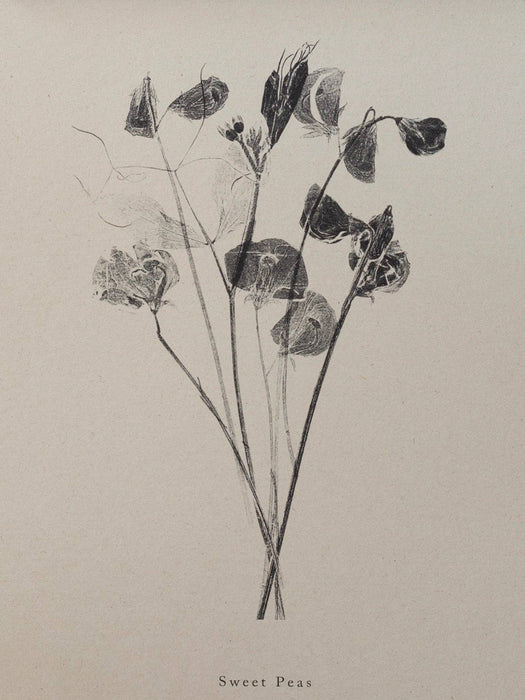 Botanical Art Print  A4 Sweet Peas