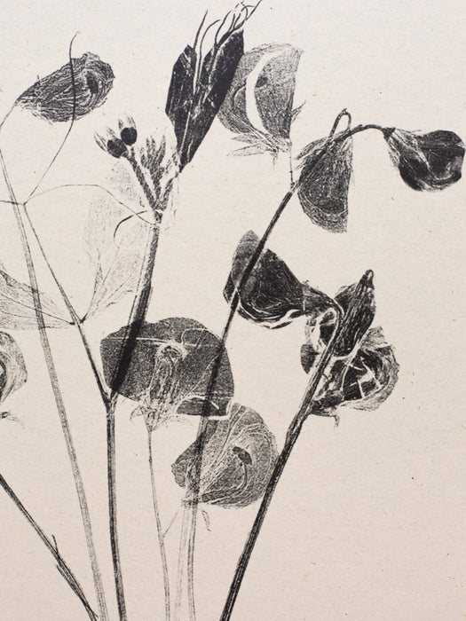 Botanical Art Print  A4 Sweet Peas