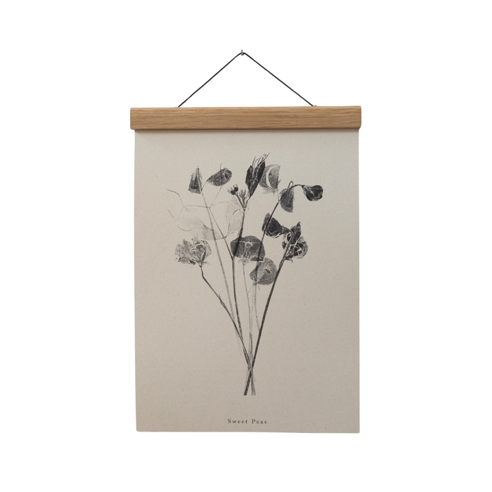 Botanical Art Print  A4 Sweet Peas