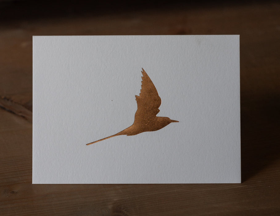 Single Copper Arctic Tern White