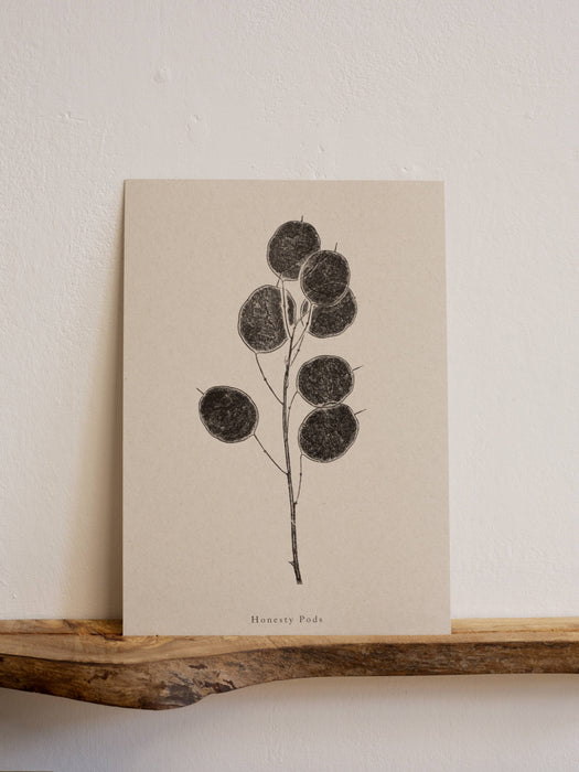 Honesty Pod Flower : A5