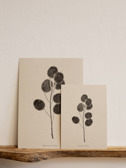 Honesty Pod Flower : A5
