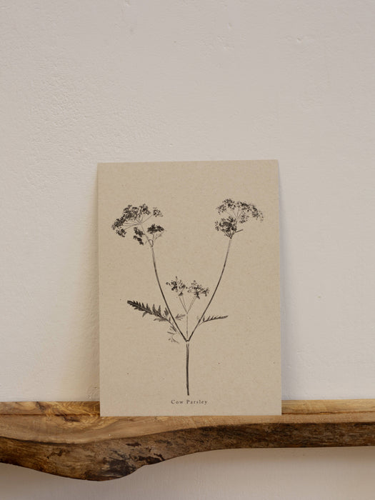 Cow Parsley A5 Print