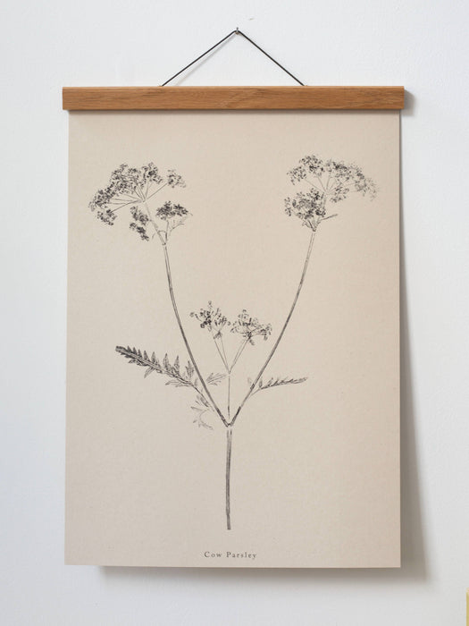 Cow Parsley A5 Print