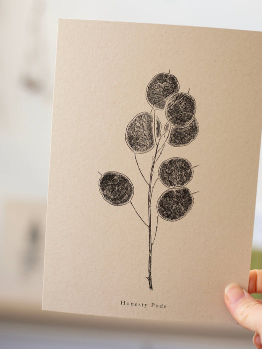 Botanical Art Print - Honesty Pod: A4
