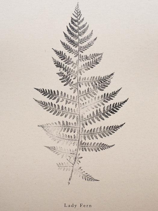 Fern Print - Botanical Art Print A4