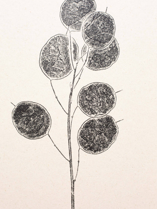 Botanical Art Print - Honesty Pod: A4