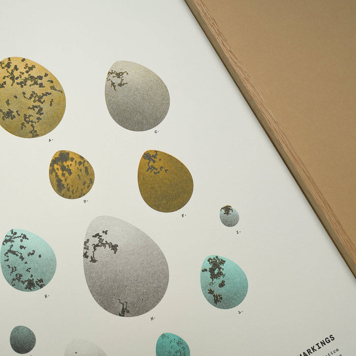 A3 Limited Edition Bird Egg Risograph Print