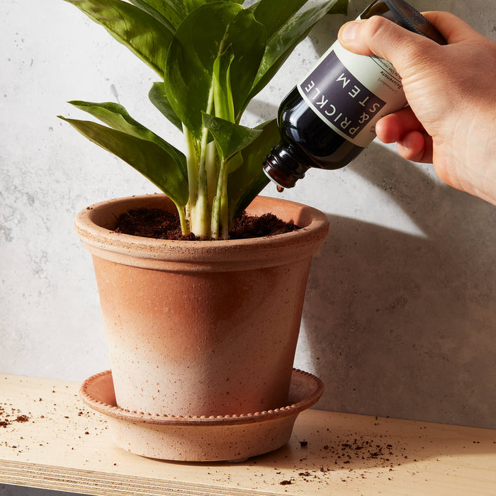 Ready to Use Rejuvenate Plant Tonic [+Antioxidant]