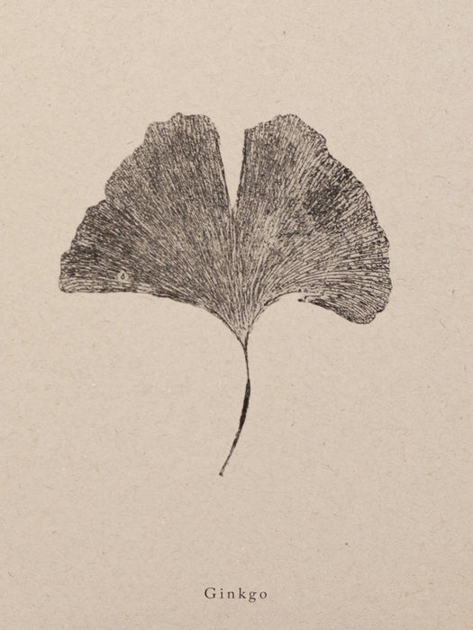 Botanical Art Print A5  -  Ginkgo Leaf