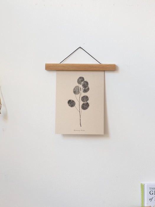 Botanical Art Print - Honesty Pod: A4