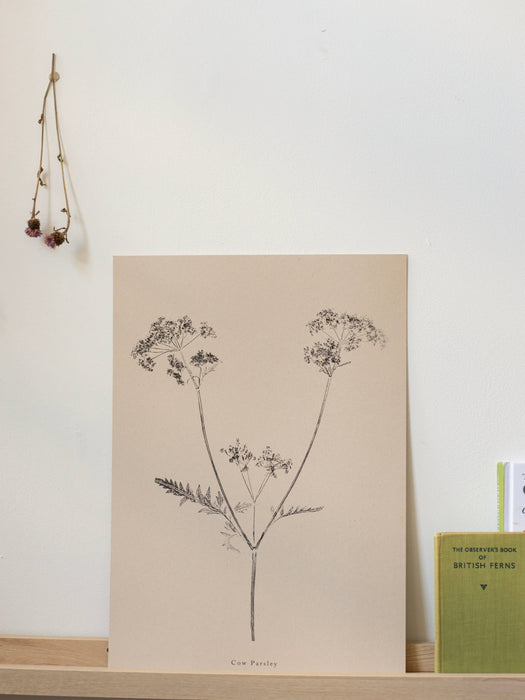 Cow Parsley A5 Print