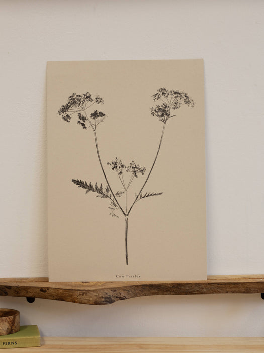 Cow Parsley A5 Print