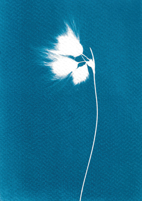 Bog Cotton Cyanotype Card