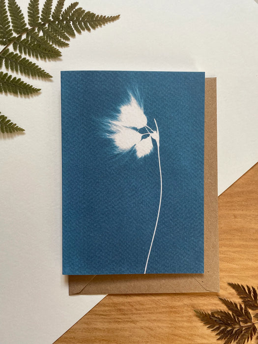 Bog Cotton Cyanotype Card