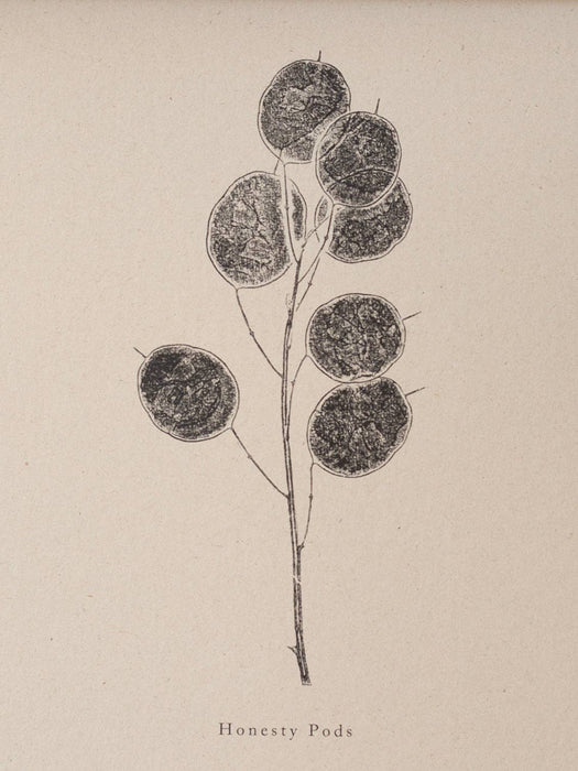 Botanical Art Print - Honesty Pod: A4