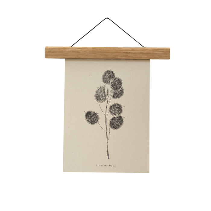 Botanical Art Print - Honesty Pod: A4