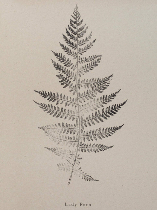 Fern Print - Botanical Art Print A4
