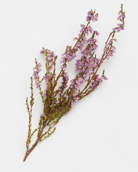 Body Scrub - Calluna Finnish Forest Flower