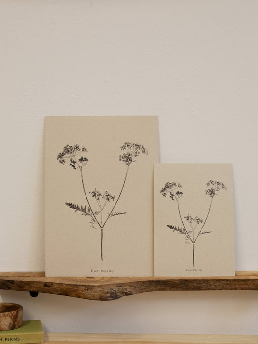 Cow Parsley A5 Print