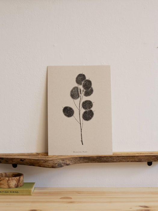 Honesty Pod Flower : A5