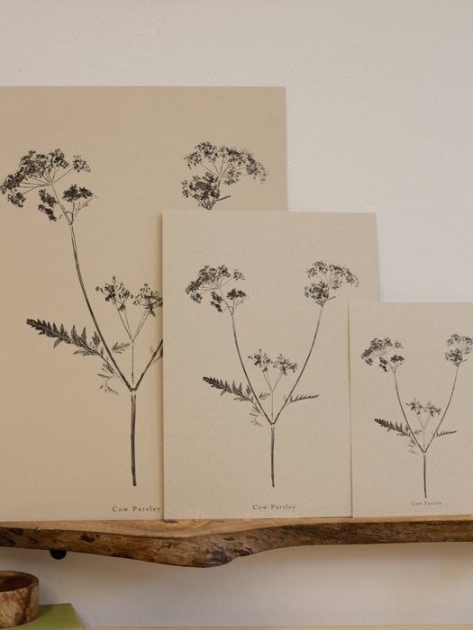 Cow Parsley A5 Print