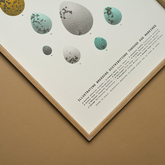 A3 Limited Edition Bird Egg Risograph Print