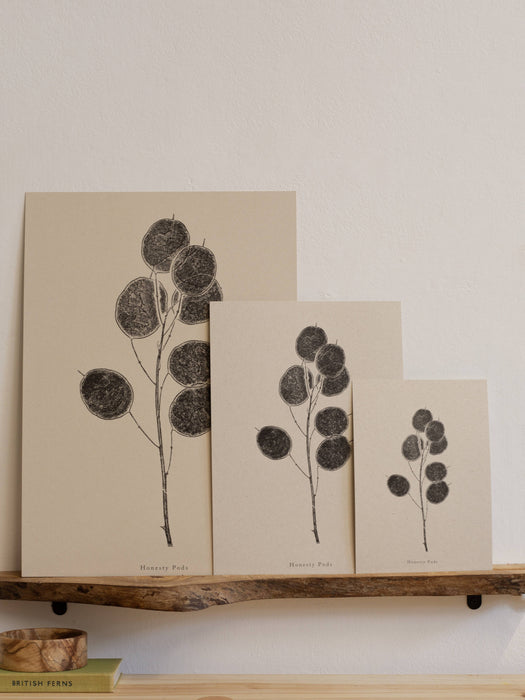 Honesty Pod Flower : A5