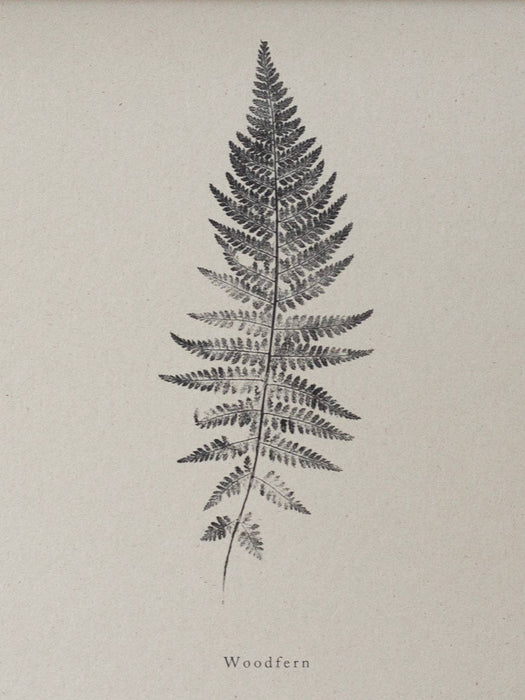 Woodfern: A5 Print