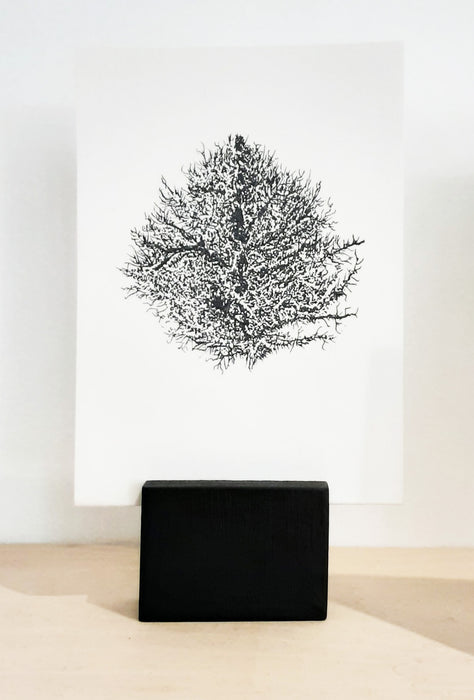 Moss & Lichen Print with Stand