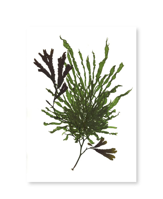 Serrated Wrack and Gutweed Card