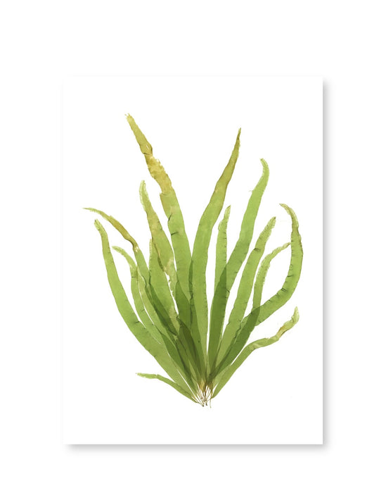 Sugar Kelp Seaweed Card