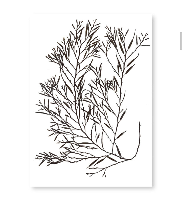 Sea Oak Seaweed Card
