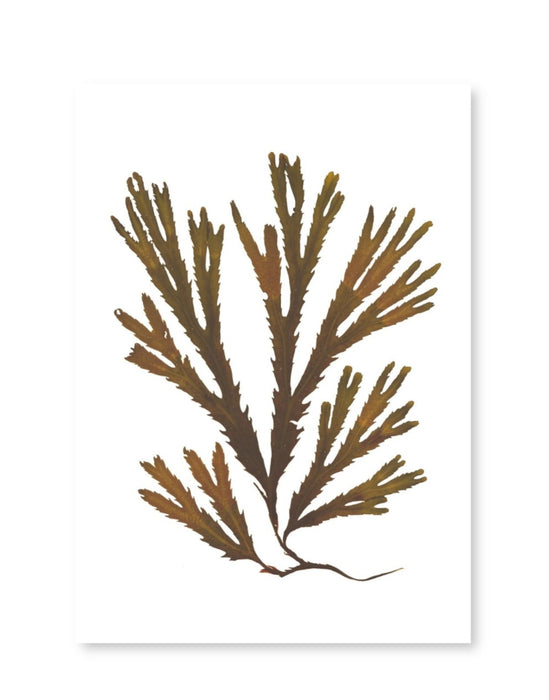 Serrated Wrack Seaweed Card